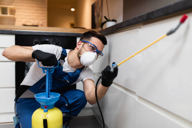 Best Termite Control Services  in Rolla, ND
