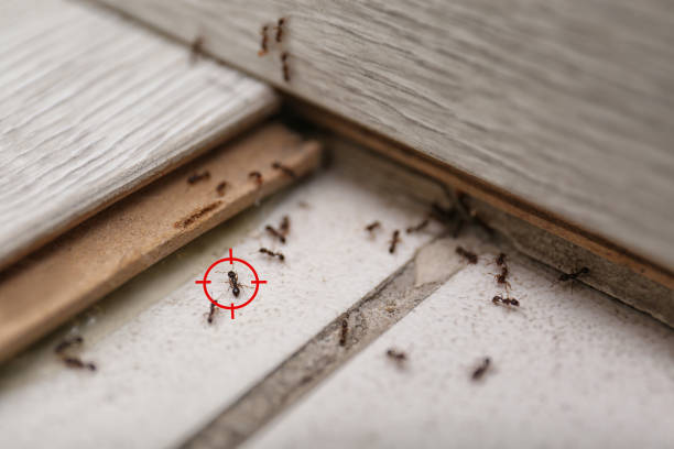 Best Pest Inspection Near Me  in Rolla, ND