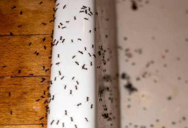 Best Cockroach Control Services  in Rolla, ND