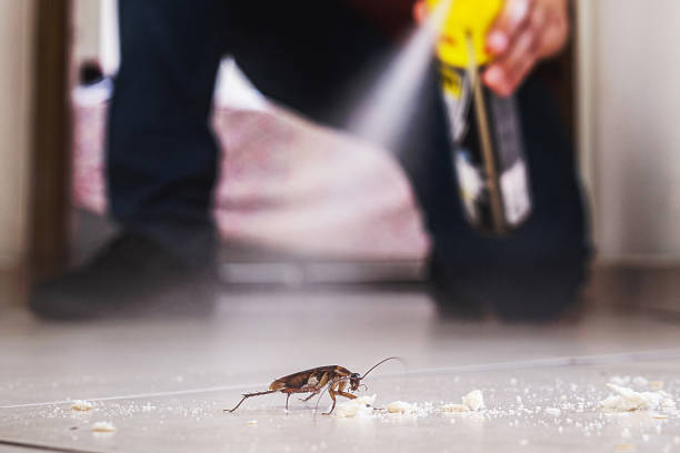 Best Spider Control Near Me  in Rolla, ND