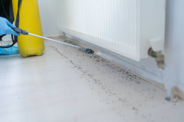 Best Exterminator Services  in Rolla, ND
